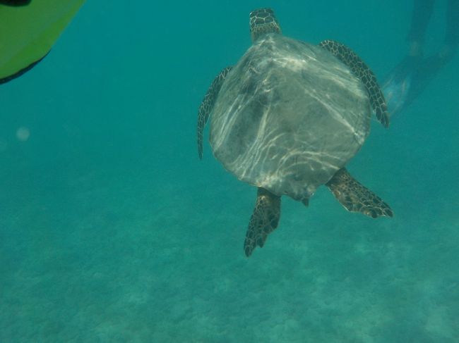 スイスイ泳いで、私たちも後を付いてく〜