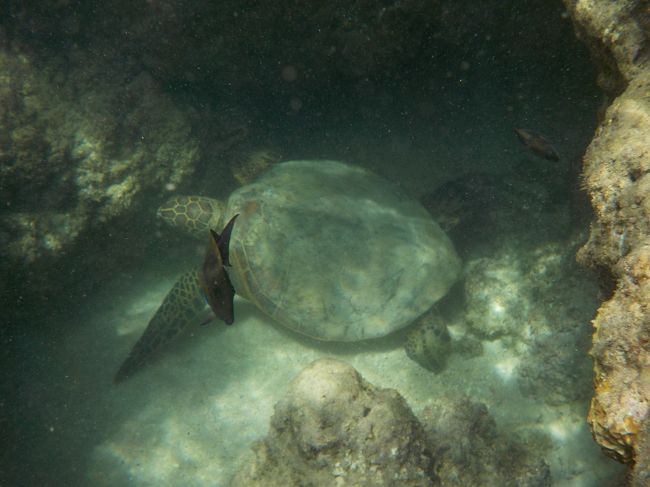 これは先程の亀ちゃん