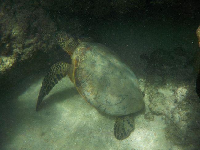 餌を食べているよ。