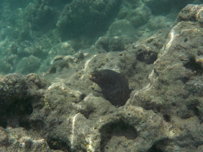 亀以外も、もちろんいますよ!