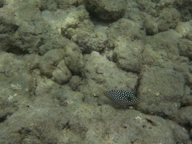 カワイイ<+))))><<