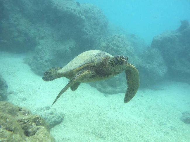 達人さん撮影<br /><br />私のケチって購入した安いカメラとは違い、画素数がキレイ〜。