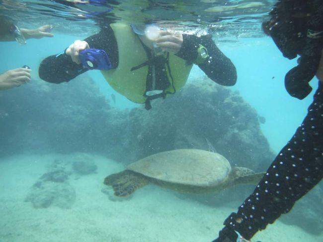 達人さん撮影<br /><br />私のお腹の下を亀ちゃんがスイスイ〜