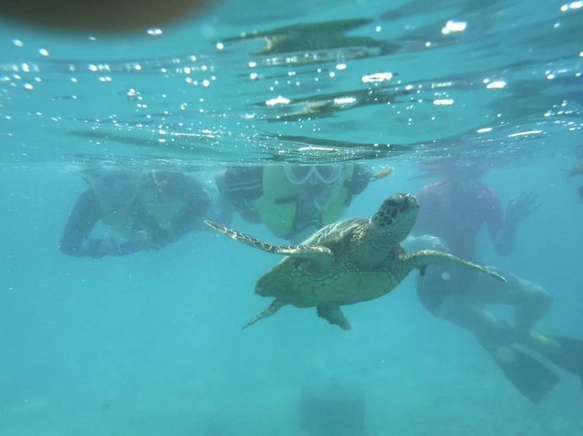 達人さん撮影<br /><br />ハナウマ湾のあとはアラモアナへ戻り、近くでショッピングをして滞在2日目が終了。<br /><br />昨年に引き続き、ハナウマ湾でのシュノーケル、今回は亀にも遭遇できて、テンションあがった〜(^O^)<br /><br />次の旅行記へ続きます。<br /><br />http://4travel.jp/travelogue/11011188<br />JALで行くホノルル☆☆☆アラモアナ集合から始まる☆☆☆4tra women3人旅+1≪2≫平等院・美味しいシュリンプ・ハレイワ・三度目の正直フックユエン、カハラホテルでスヌーピー♪(2015年6月)<br /><br />