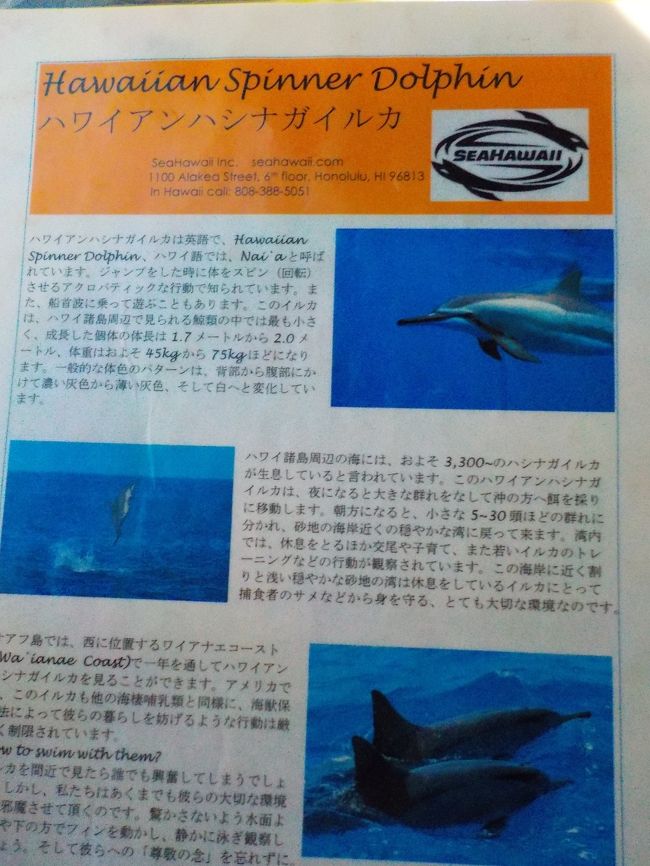 滞在6日目<br /><br />私とYちゃん二人は早朝からイルカと亀に会えるツアーを申込。<br /><br />このようなイルカと亀が見れますよ!と説明を受けます。