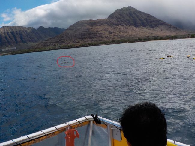 いたよ!<br />イルカ〜