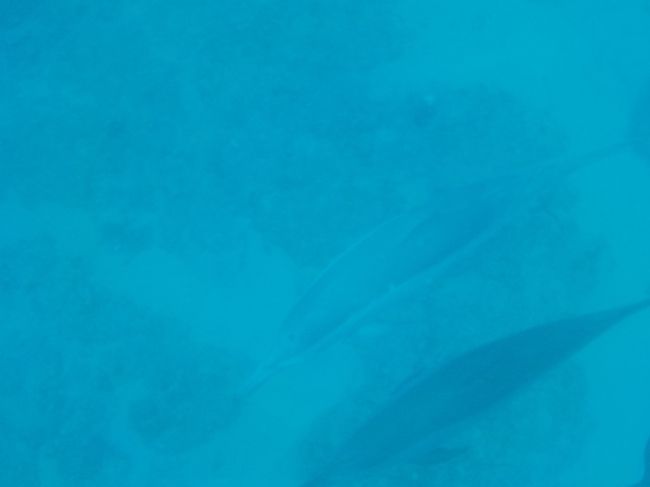 私のカメラではこれが限界<br /><br />一応、前に泳いでいるのよ!