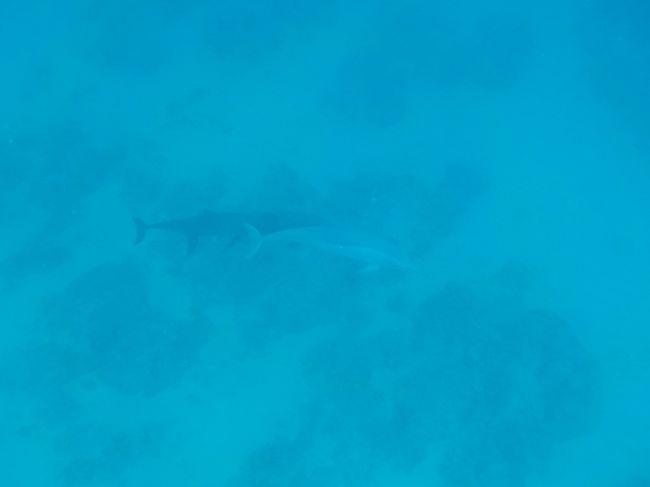 肉眼では見えてます。