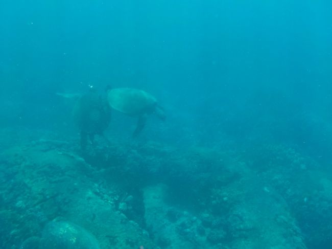 お〜これもカメラが悪すぎる(>_<)<br />Yちゃんのカメラがとてもきれいに写っているのでアップされたら載せますね! 