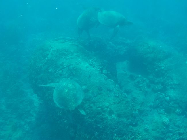 亀ハウスに亀ちゃんたち