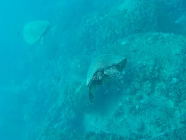 んー、たくさんホヌが見れたけど、カメラが良くない〜(T_T)<br />次回用に水中カメラ新調しようかな〜？<br />次の予定まで(日本ね)、ちょっと考えようっと!