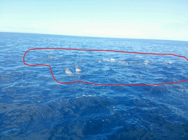 あらら、目の前にいるじゃん!