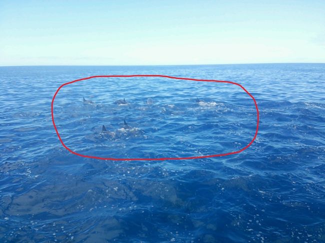 おぉ〜スゴイ群れ!