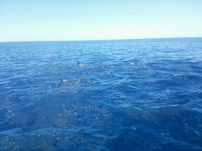 写真には写せなかったけど、たくさん見れました(^O^)