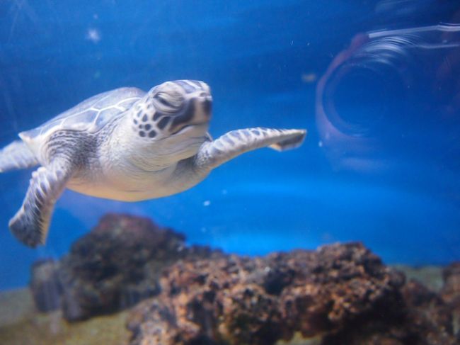 チビ海亀<br />可愛い〜