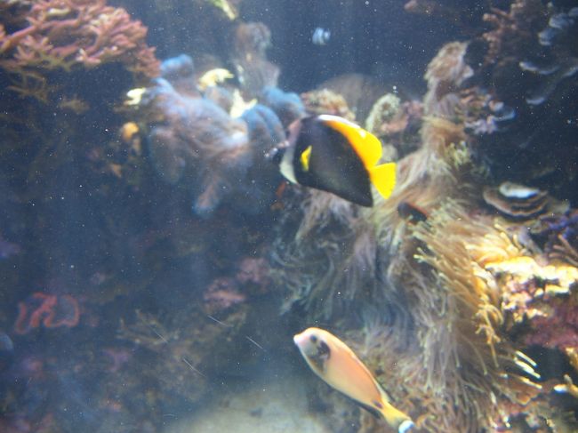 このとき、私は大変な目にあっていました。<br />お昼に食べたパパイヤ1個が・・・。<br />お通じが良くなりすぎて、しばらくお手洗いに籠ることに・・・(汚くてスミマセン)<br /><br />よくパパイヤ酵素でダイエット!みたいなのがあるけど、本当に効くんだ〜と実感。<br />でもお腹痛かった〜(T_T)