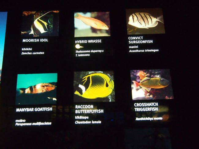 ハナウマ湾にいる魚ですって!