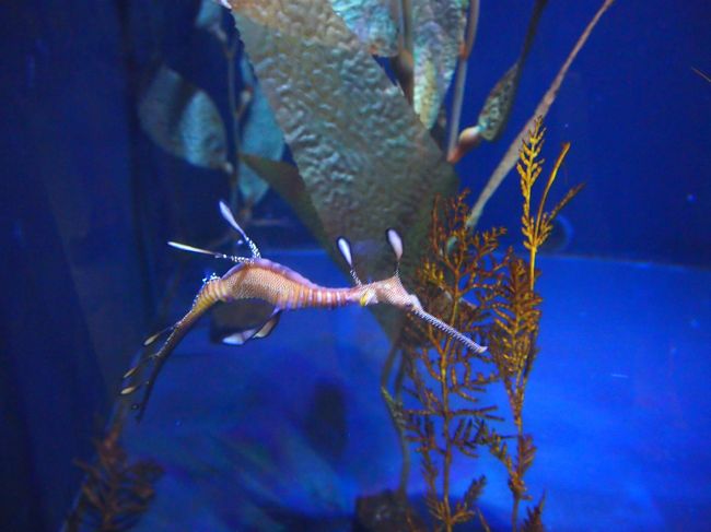 タツノオトシゴ