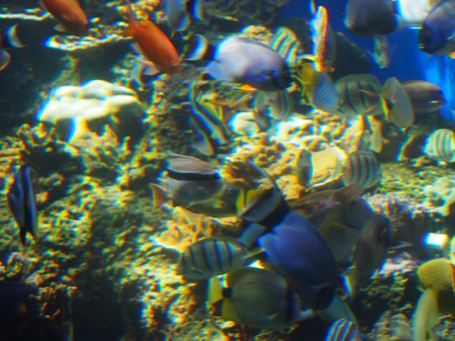 見ていると癒される〜