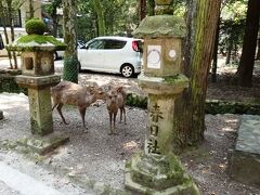 奈良といえば鹿