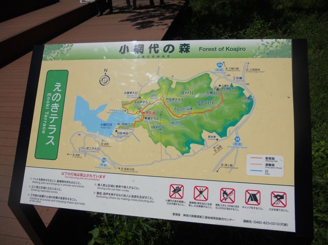 ちょっとぷらっと 小網代の森（三浦半島）』三浦海岸・三崎
