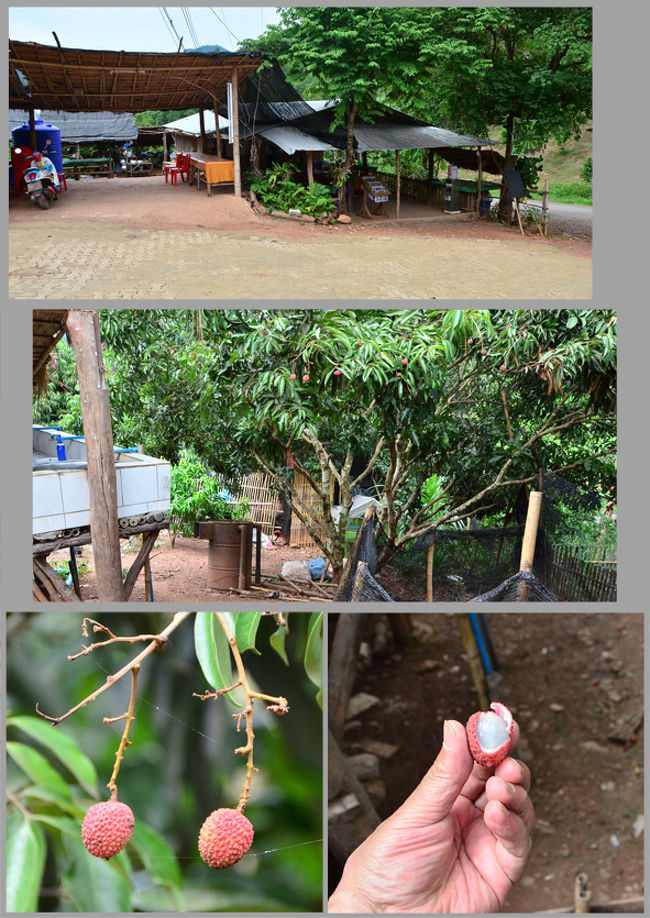お店の裏にはランプータンの木があって、ちょっと味見をしてみました、泥棒かな。