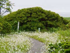 森を抜けると「オンコの荘」に出ました。海に近いこの場所は風が強く、オンコは上に成長できず、古木は横に大きく広がっています。