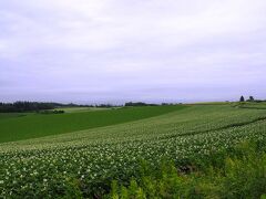 お宿へ行くには国道237号線でいくが一番近いけど、それよりは少し遠回りだけど国道452号線からパッチワークの丘を見ながら行くのがお気に入り。

久々の美瑛。
相変わらず心が穏やかになる風景じゃ。