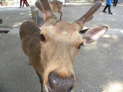 チェックアウトの時間になったので後ろ髪をひかれつつ奈良ホテルとお別れです…またお金ためて来るんだから！！

タクシーで一度奈良駅へ戻りスーツケースをロッカーに入れたら東大寺へ

まだ朝なので鹿たちも朝食の時間みたいで物をねだりに来ます
そしてまた鹿せんべい買います(笑)