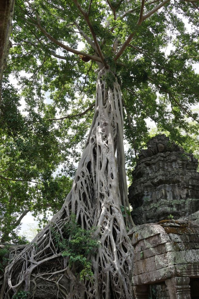 アンコールトム観光の後、車でタ・プロムへ移動。<br />ガジュマルに浸食された遺跡は、ところどころ崩れています。<br />遺跡の倒壊は防ぎたいけど、ガジュマルを排除しちゃうとウリがなくなってしまうので、それは出来ないという。<br />仏教遺跡らしく、なんとも無常。