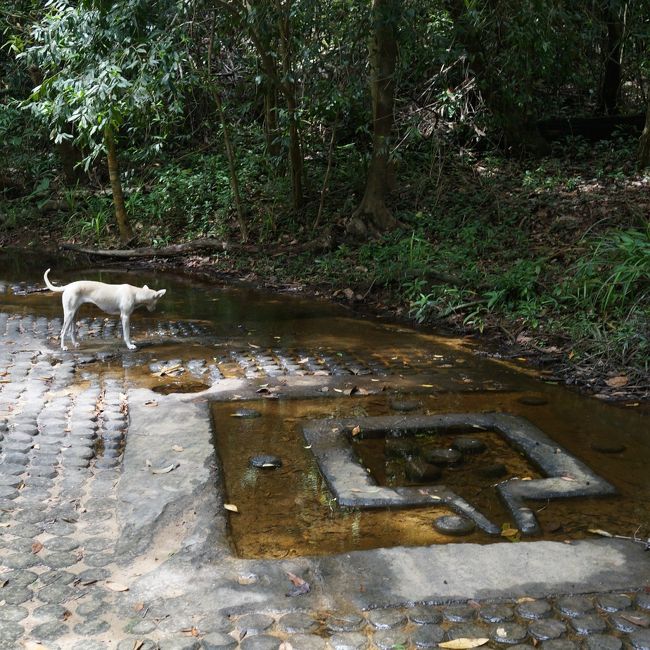 さらに車で移動し、川の遺跡クバール・スピアンへ。<br />ここは入り口から遺跡まで、30〜40分の軽い山歩きが必要です。<br />我々が行ったときは、あまり水の量が多くないようで、少し見応えが無かったように感じました。<br />帰りは、なぜかガイドになついている犬が、麓まで一緒に案内してくれました（笑）
