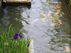 殿町通り
掘割に鯉が泳いでいます。
僅かに咲いている花菖蒲と鯉を撮ってみました。
昨日まで雨が降っていたので、掘割の水が濁っているそうです。