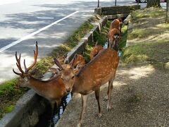 そしてすぐに鹿にご対面！用水で水を飲んでいる！！