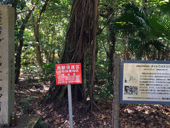 さて、観光
まずは『大東神社』にいきました
北大東島には『大東宮』があります
境内には天然記念物のダイトウオオコウモリが生息しているそうです
日が昇っているので、もちろん見ることはできませんでした