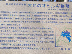 『大池のオヒルギ群落』
ヒルギは沖縄県全体では６種類が確認されており、大東島にはそのうちの１種類が見られるそうです
しかも、ヒルギは汽水域の植物ですが、ここ南大東島では淡水に生息するヒルギということでとても珍しいそうです