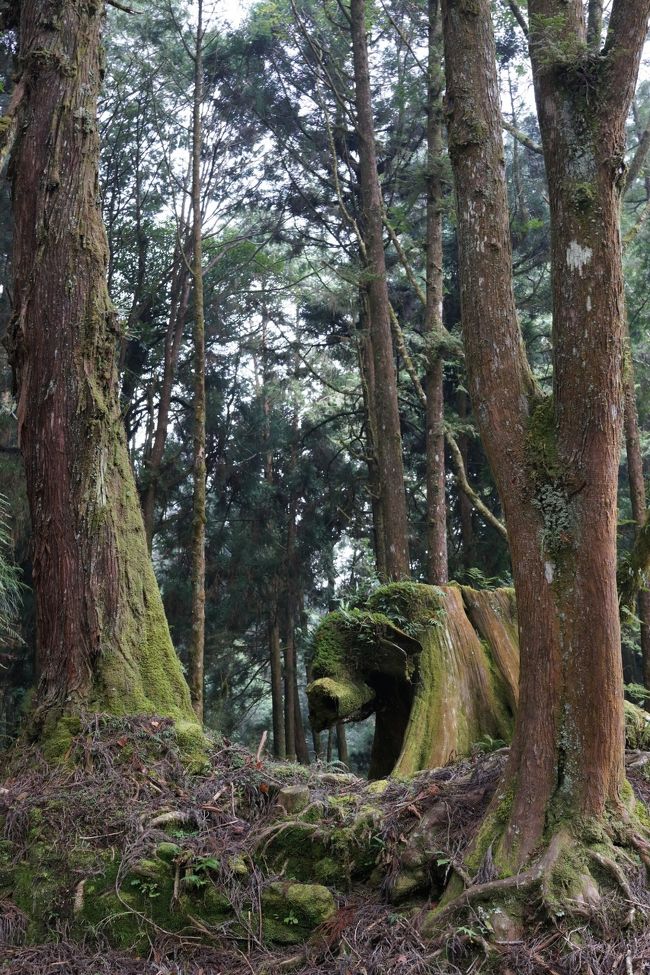 阿里山で宿にチェックイン後、阿里山を散策。<br /><br />散策後、そのまま駅へ行き、翌朝御来光を観に行く列車のキップを購入。