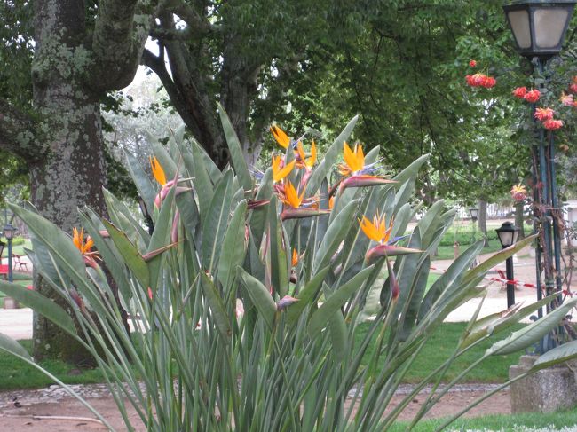 極楽鳥花（ストレリチア・レギナエ）、この公園によく似合う。