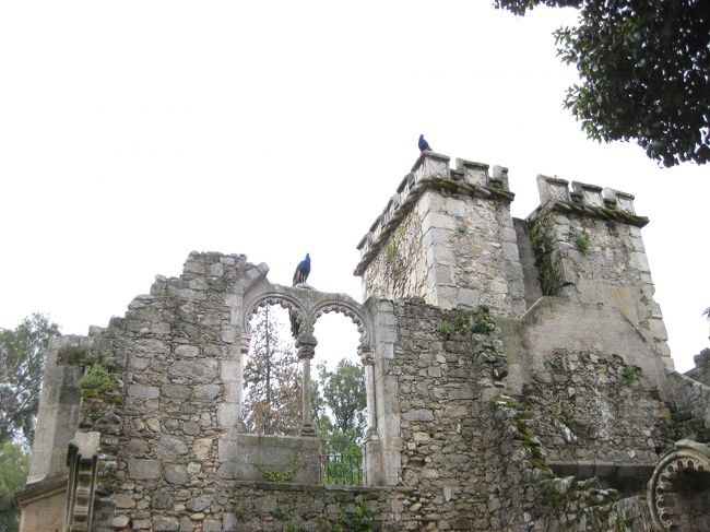 リスボンのサン・ジョルジェ城とおなじく、ここにも孔雀がいる。