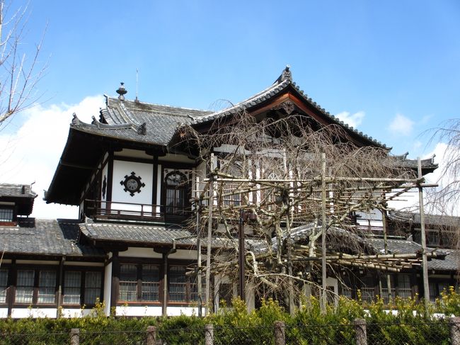 　結構大きな木ですね。