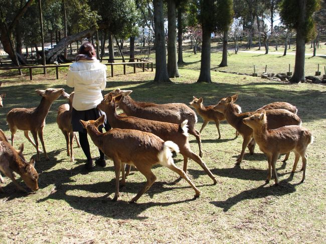 　鹿が餌を求めて集まっています。