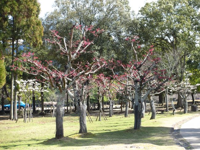 　梅林<br /><br />木はまだ小さいです。