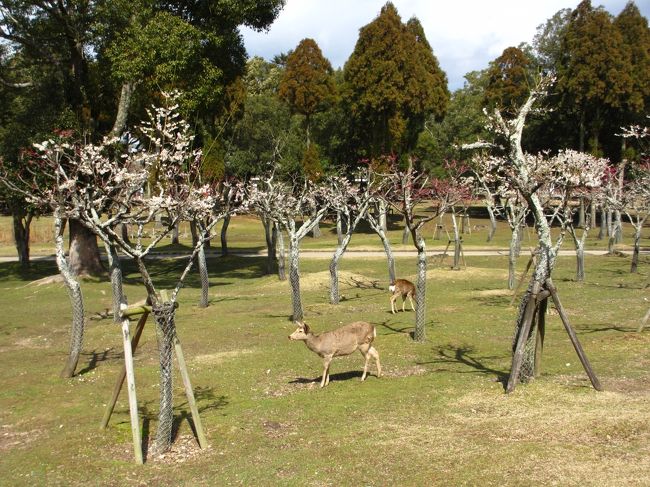 　梅と鹿