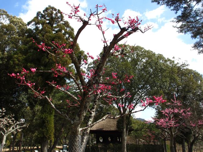 　梅林の奥に何か建物が見えます。