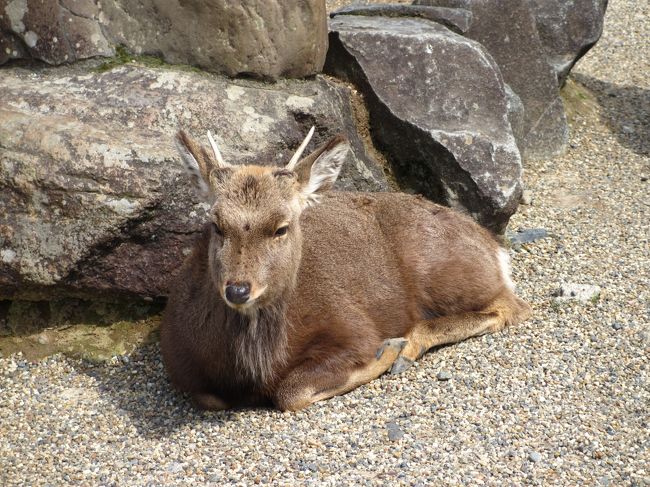 ちょっとアップ<br /><br />　眠たそう・・・。