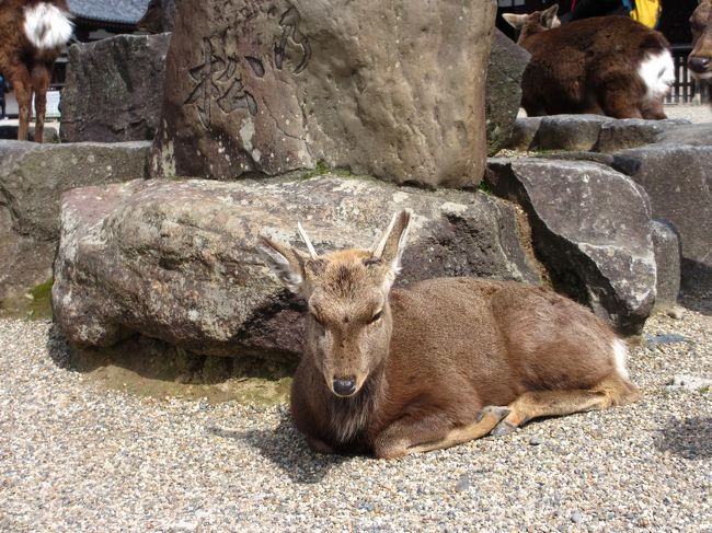 鹿が何頭かいます。