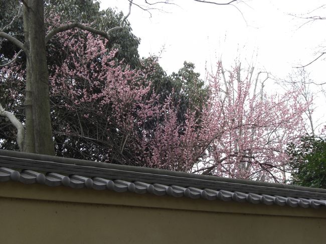 　塀越しに梅が見えました。