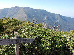 山頂に出ました。石楠花がちらほら咲いています。