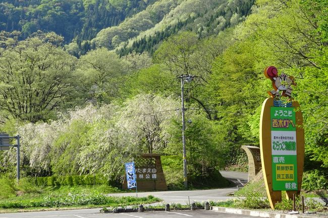 西木町むらっこ物産館でひと休み。<br /><br />ここの渋栗ソフト、激うまでした。<br /><br />行かれたらぜひお試しを〜