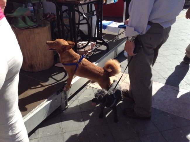 ワンコもつい匂いに誘われてしまいます。