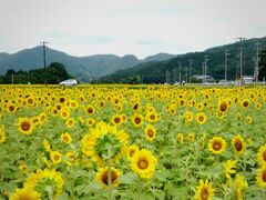 一面ひまわり畑を駆けぬける車。